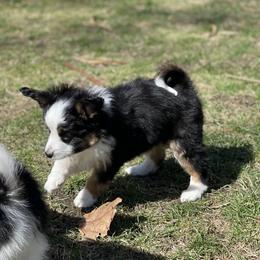 Sporty Mix Puppies from Ebonheart Kennel