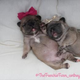 French Bulldog Puppies from Cortney’s Frenchie Farm