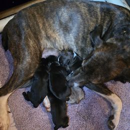 Mountain Cur puppies from Mountaineer Mountain Curs