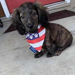 Dachshund Puppies from MNE Miniature Dachshunds