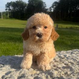 Fable - Red female Cockapoo puppy in Connersville, Indiana from MoonShine Babies