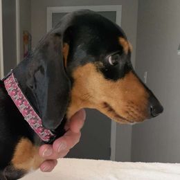 Bitsy - Dachshund