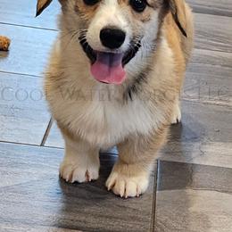 Love - Red male Pembroke Welsh Corgi puppy in Kiowa, Colorado from Cool Water Corgis LLC