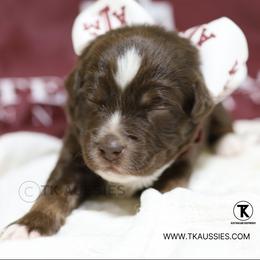 Ivy Red Tri Female - Red tri female Miniature Australian Shepherd puppy in Nacogdoches, Texas from TK Standard, Mini, & Toy Aussies