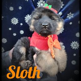Sloth - Black and tan male German Shepherd puppy in Fort Jennings, Ohio from Von Holtzapple German shepherds