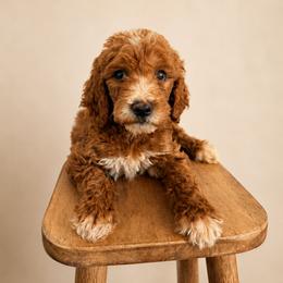 Goldendoodle and Golden Retriever Puppies from BloomingPuppies
