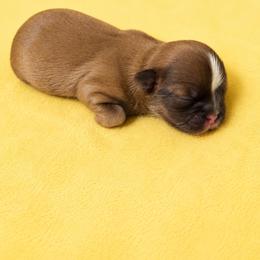 Brownie - Liver male Shih Tzu puppy in Gig Harbor, Washington from Shih Tzu snuggles