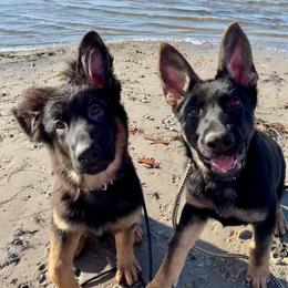 German Shepherds from Rouse shepherds