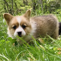Pembroke Welsh Corgi Puppies from Robin’s Welsh Pembroke Corgis