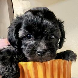 Monkey - Black male Havapoo puppy in Parks, Arkansas from BAK Home Pups