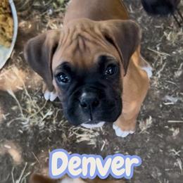 Denver (AKC) - Fawn male Boxer puppy in Galt, California from Black Dymond Boxers