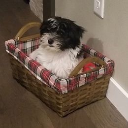 "Past pup" Havanese Puppies from Hillsong Havanese