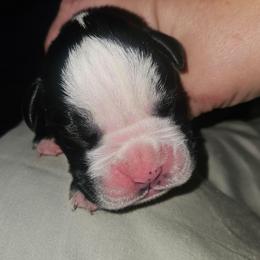 FLASHY SEALED (BLACK) - Fawn female Boxer puppy in Gloucester, Virginia from Keen Boxers