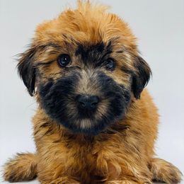 Soft Coated Wheaten Terrier Puppies from Wonderful Wheatens