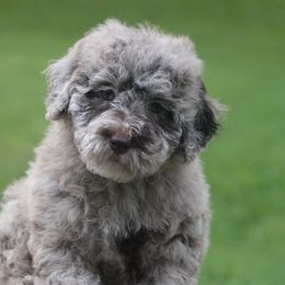 Chocolate Merle - Chocolate brindle male Havapoo puppy in Bowling Green, Kentucky from Denise Clark