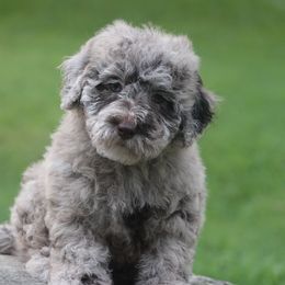 Chocolate Merle - Chocolate brindle male Havapoo puppy in Bowling Green, Kentucky from Denise Clark