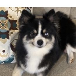 Aussie - Pomsky