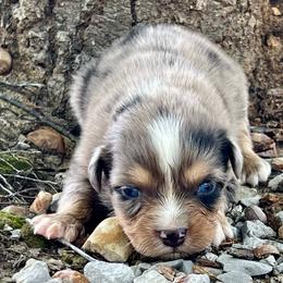 Thunder - Blue merle male Miniature Australian Shepherd puppy in White Plains, Kentucky from Garrett’s Ridge Farm