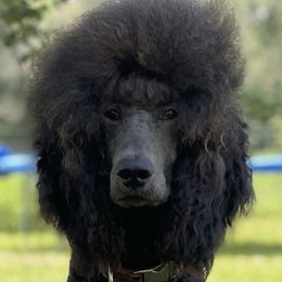 Poodles from Pooh’s Pampered Pups