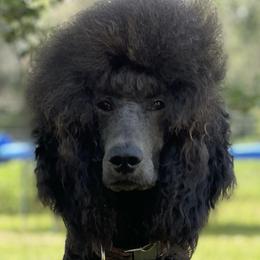 Poodles from Pooh’s Pampered Pups