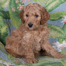 Goldendoodle Puppies from Carolina Doodle Puppies