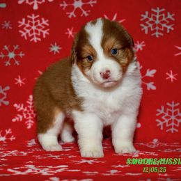 RED TRI FEMALE - Red tri-color female Australian Shepherd puppy in Douglas, Georgia from Smooreaussies