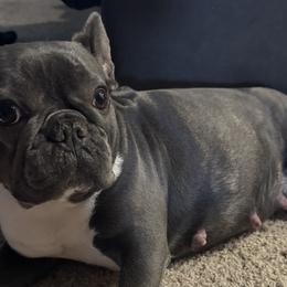 Bella - French Bulldog