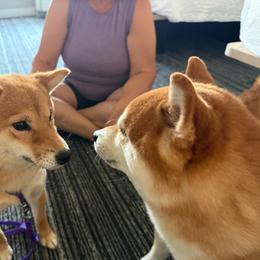Suzee - Shiba Inu
