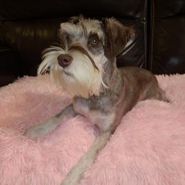 Margot - Miniature Schnauzer