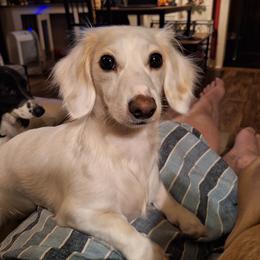 Gwen - Dachshund