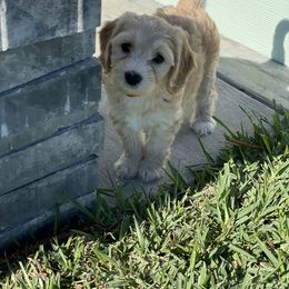 Goldendoodle Puppies from Salty River Doodles