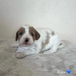 Krave - Parti male Goldendoodle puppy in Crothersville, Indiana from Wischmeier’s Doodles