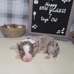 Layla - Blue merle female Border Collie puppy in Gary, Indiana from Lake Ridge Border Collies