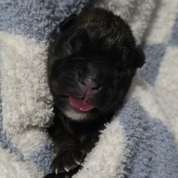 Male 1 - Brindle male Boxer puppy in Warsaw, New York from Hillview Kennels