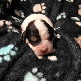 Cloud - Brown merle female Aussiedoodle puppy in Redding, California from House Merrills Minis and Doodles