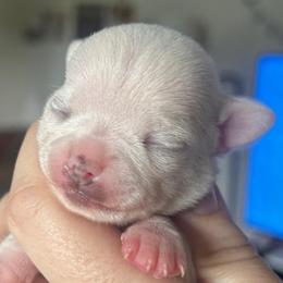 Faith - Merle female Chihuahua puppy in New Castle, Delaware from Sasha’s Elite Kennel LLC