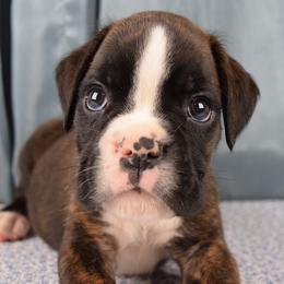 Boxer Puppies from Cadogans Boxers