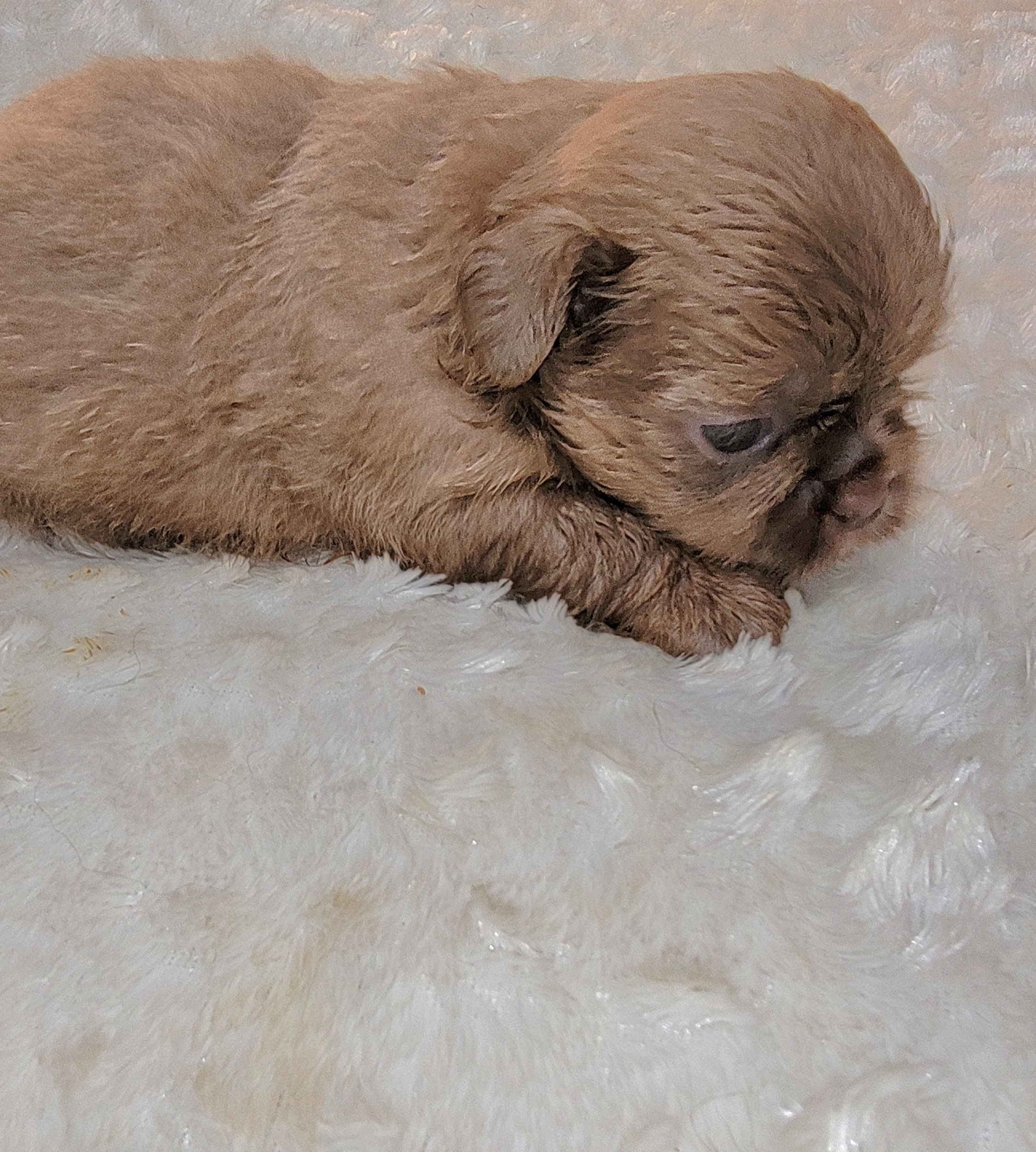 Shih Tzu Puppies from Shih Tzu Cottage