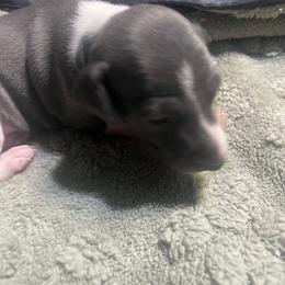 Girl 1 - White and blue female Italian Greyhound puppy in Brooksville, Florida from Fisher Link