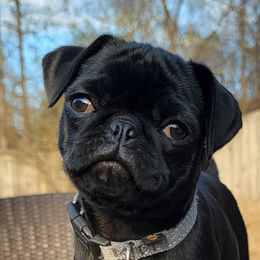 Wednesday - Pug
