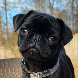 Wednesday - Pug