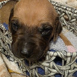 Girl 7 - Lt whtn blk nose female Rhodesian Ridgeback puppy in Erie, Pennsylvania from Anjari's Ridgebacks
