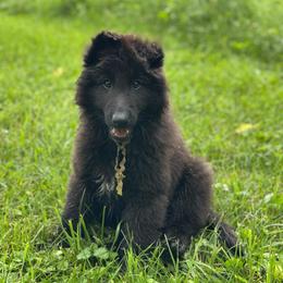 Tide (Lime) - Black male Belgian Sheepdog puppy in Franklin, West Virginia from Wildmour K9