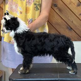 Chinese Crested Puppies from Windsong