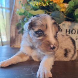 GARNER - Blue merle male Australian Shepherd puppy in Salem, Arkansas from Patchwork Kennels