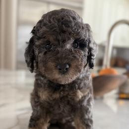 Female No. 3 Phantom Merle - Merle female Bernedoodle puppy in Modesto, California from Central Valley Canine Companions