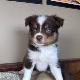 Poppy - Red tri male Miniature Australian Shepherd puppy in Tonasket, Washington from V5 Aussies