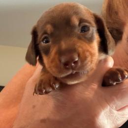 Jessie - Chocolate and tan female Dachshund puppy in Rancho Cucamonga, California from Empire's Dachshunds