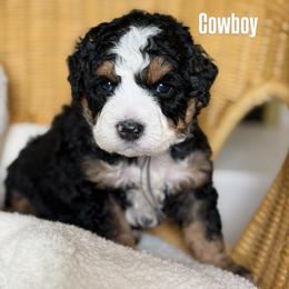 Cowboy - Tri-color male Bernedoodle puppy in Syracuse, Utah from Redrockbernedoodles