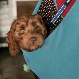 Australian Labradoodles and Goldendoodles from Sharper Doodles